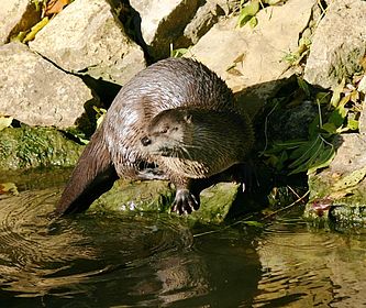 Fischotter (Archiv BR Spreewald)