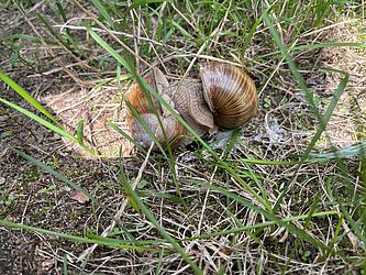 Paarung der Weinbergschnecken