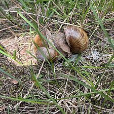 Paarung der Weinbergschnecken
