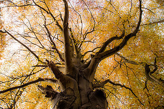 Foto: Michael Zauft, Lizenz: Stiftung Naturschutzsfonds Brandenburg