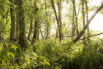 Foto: Michael Zauft, Lizenz: Stiftung Naturschutzfonds Brandenburg