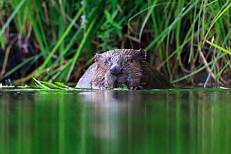 Foto: Lerch Ulmer, Lizenz: Stiftung Naturschutzfonds Brandenburg