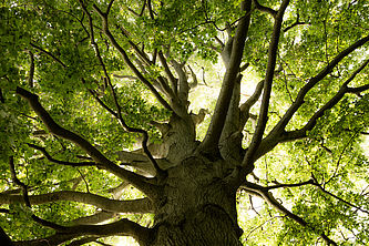 Foto: Michael Zauft, Lizenz: Stiftung Naturschutzfonds Brandenburg
