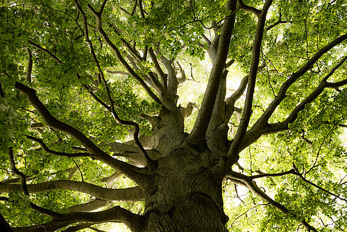 Foto: Michael Zauft, Lizenz: Stiftung Naturschutzfonds Brandenburg