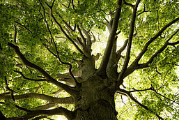 Foto: Michael Zauft, Lizenz: Stiftung Naturschutzfonds Brandenburg